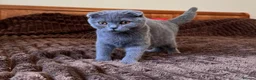 Scottish Fold cats for sale: 😼Last boy 😻SCOTTISH FOLD 😽 - Advert 2