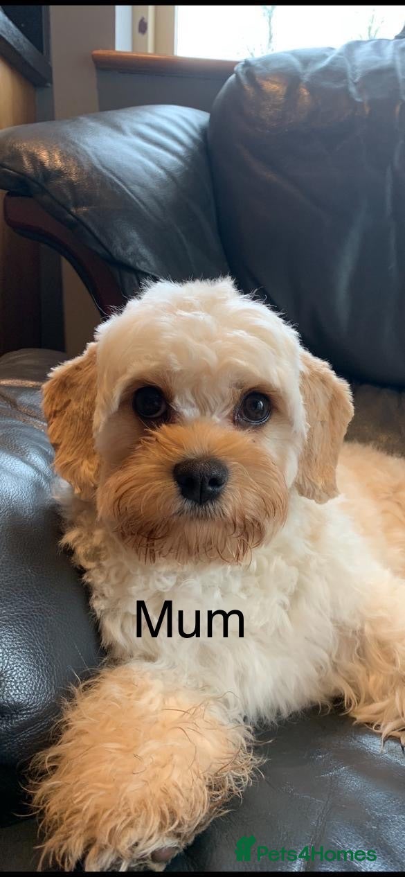 Cavapoochon dogs 🩷🩷Gorgeous Cavapoochon girl🩷🩷 - Advert 2