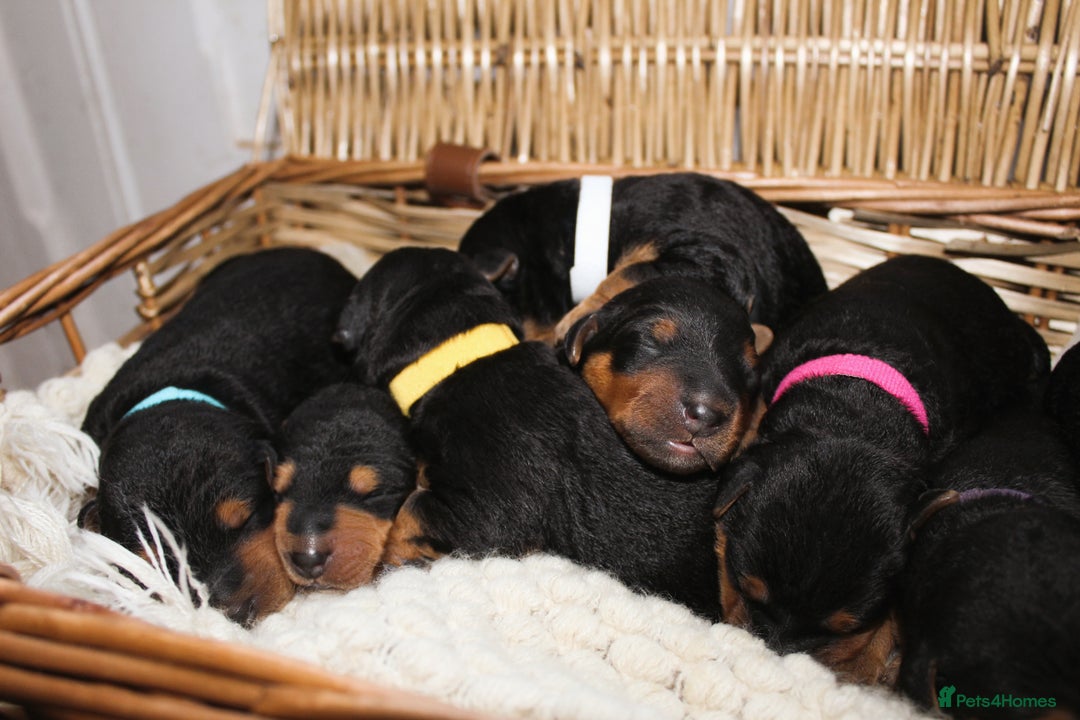 Airedale Terrier dogs for sale: KC Female Airedale Puppy🌟🐾 - Advert 18