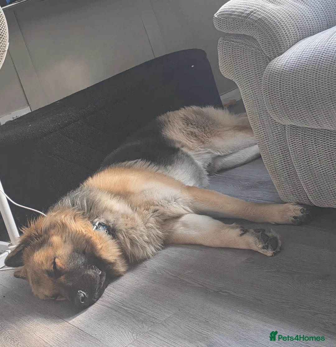 German Shepherd dogs for sale: 11 month old male German shepherd  in Lichfield - Advert 2