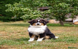 Australian Shepherd dogs for sale: Black Tri Aussie Boy in Abingdon - Image 2