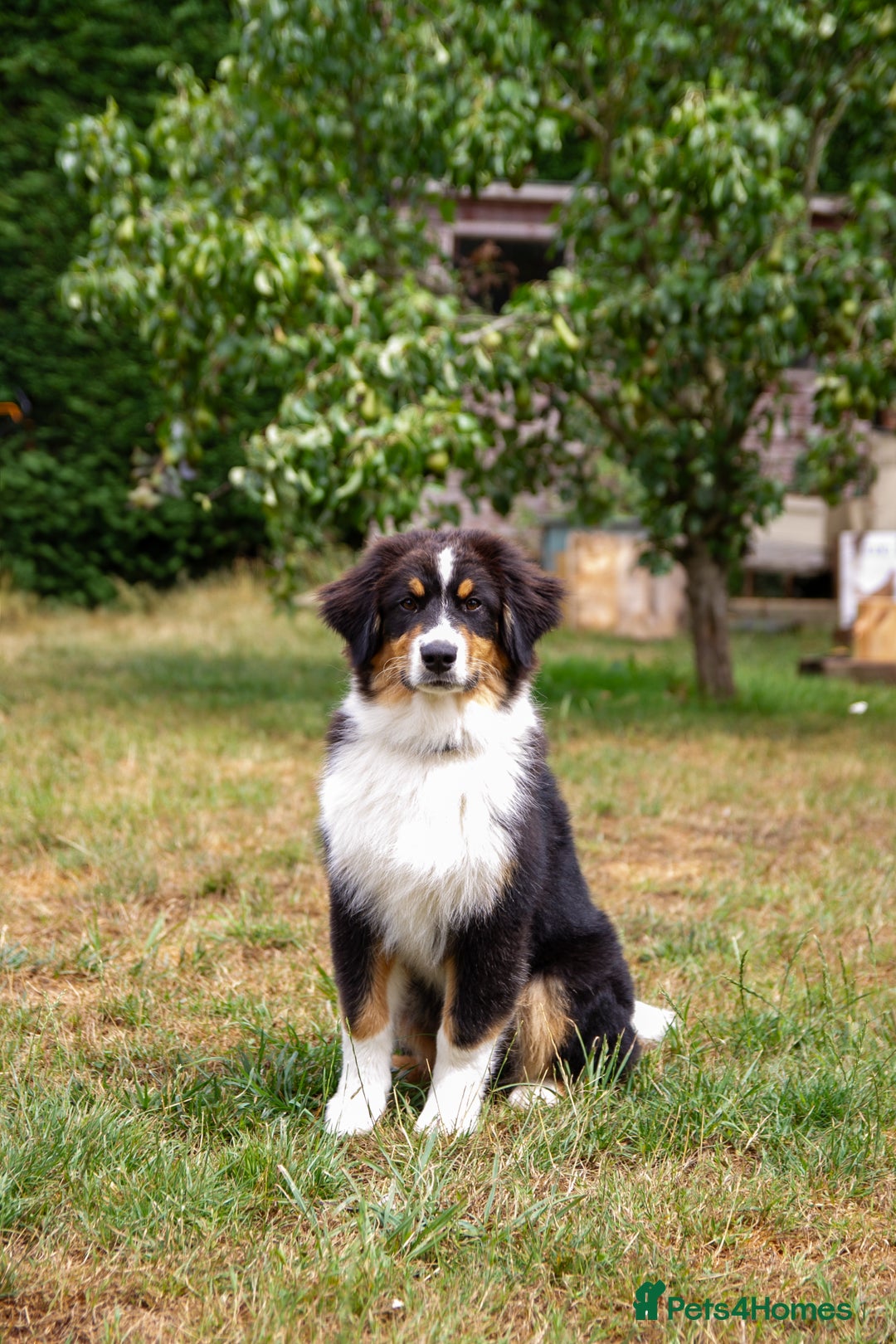 Australian Shepherd dogs for sale: Black Tri Aussie Boy in Abingdon - Image 2