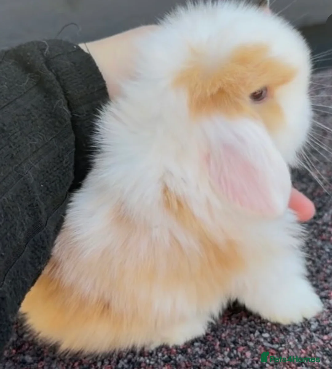 Mini Lop rabbits for sale: stunning purebred mini lop baby boy - Advert 5