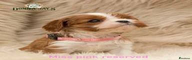 Cavalier King Charles Spaniel 1
