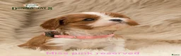 Cavalier King Charles Spaniel dogs for sale: ✨ DONNAJAYS CAVALIER KING CHARLES SPANIEL ✨ - Advert 16