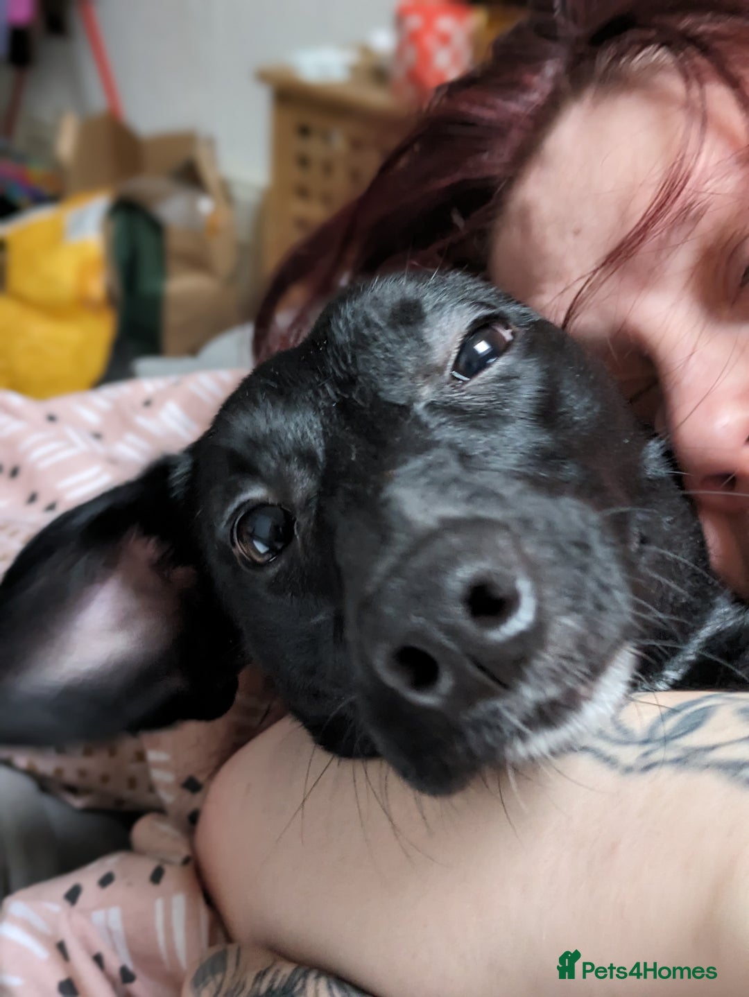Mixed Breed dogs for sale: 2 year old female Dollie  - Image 9