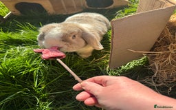 Mini Lop rabbits for sale: Mini lop  - Advert 2