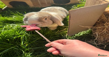 Mini Lop rabbits Mini lop  - Advert 4