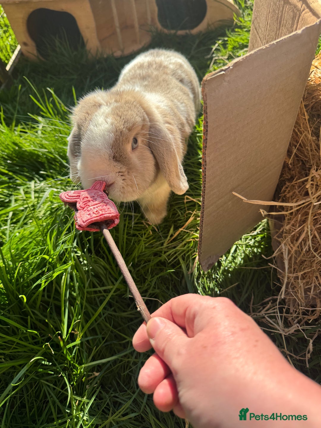 Mini Lop rabbits for sale: Mini lop  - Advert 2