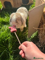 Mini Lop rabbits Mini lop - Advert 4