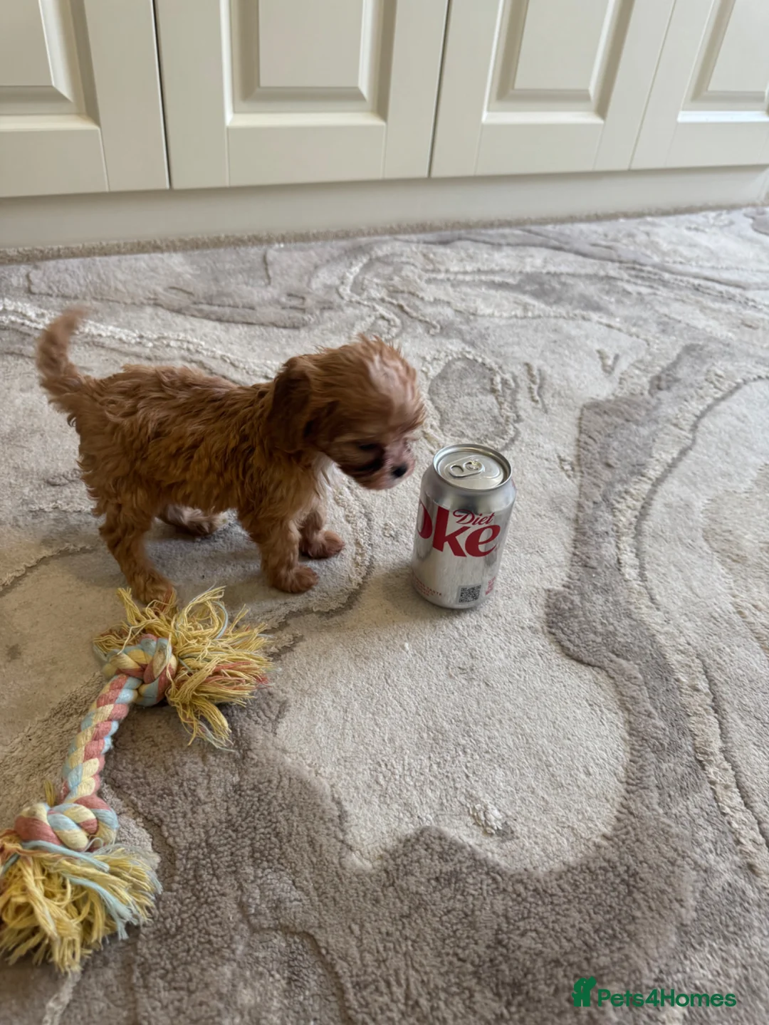 Cavapoo dogs for sale: Tiny toy cavapoos  - Advert 21