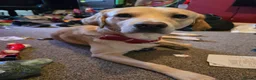 Mixed Breed dogs for sale: Chester is labrador retriever  in Newton Abbot - Advert 5