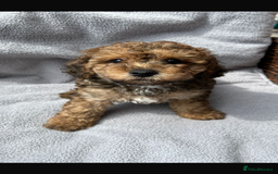 Poochon dogs for sale: Poochon male puppies  - Image 5