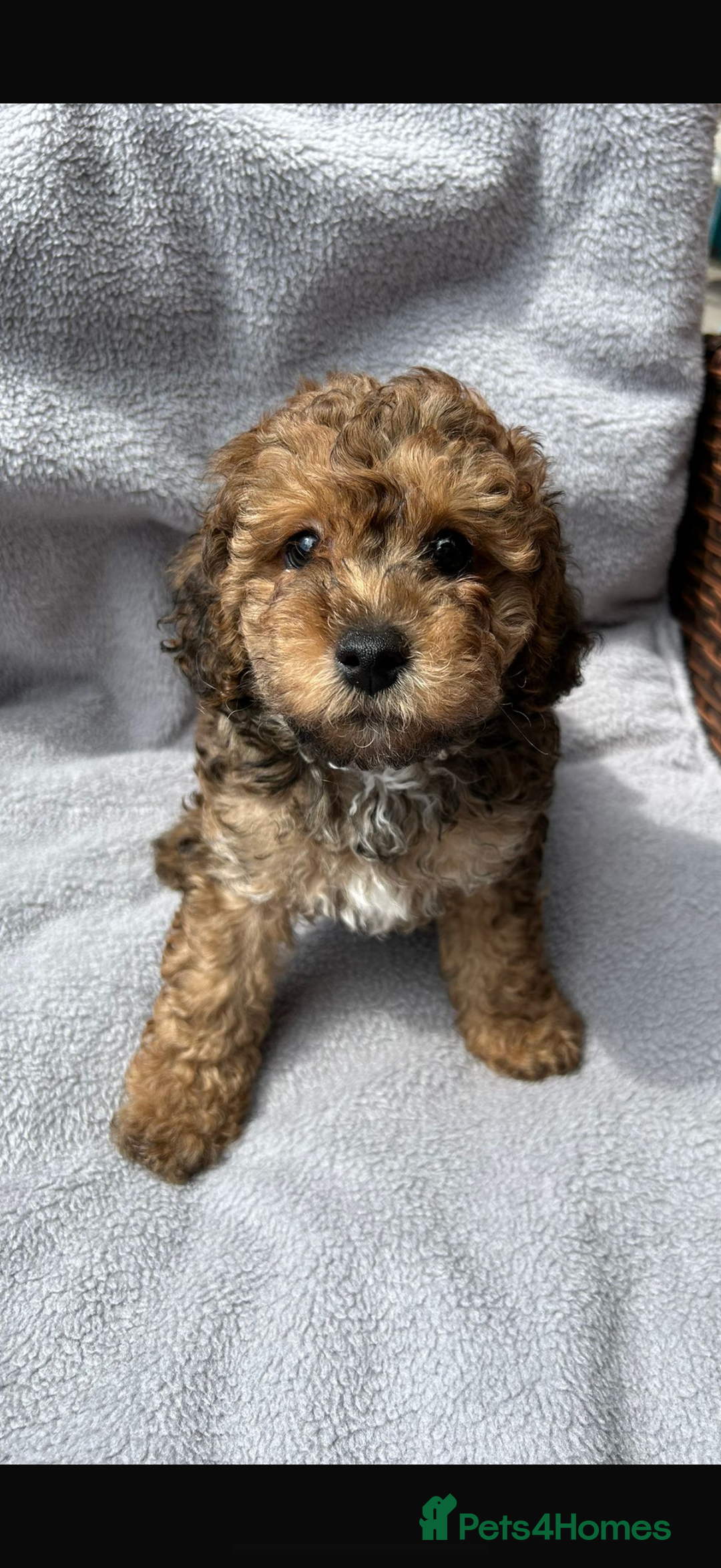 Poochon dogs for sale: Poochon male puppies  - Image 5