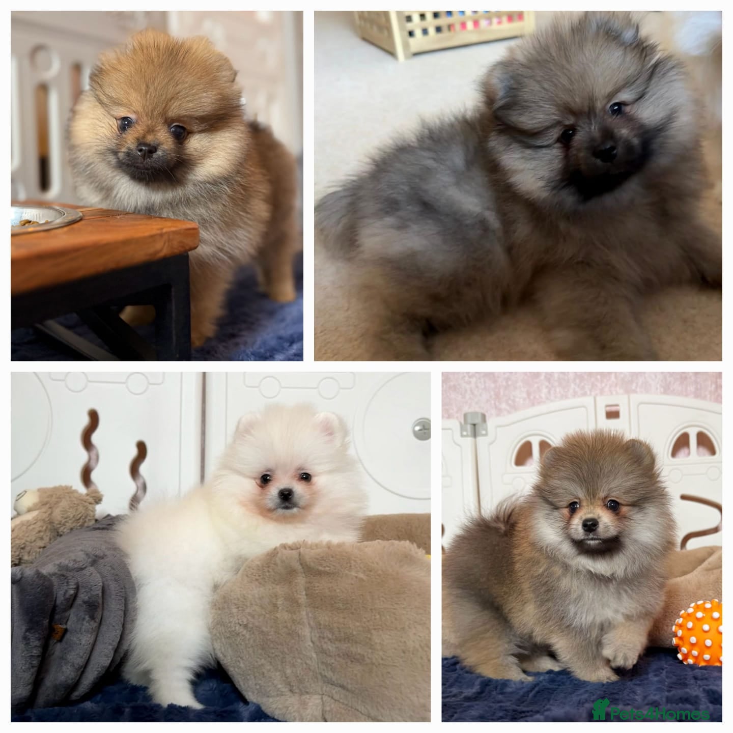 Pomeranian dogs Teddy Face Poms Puppies European Champion Lines - Advert 3