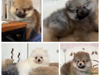 Pomeranian dogs Teddy Face Poms Puppies European Champion Lines - Advert 3