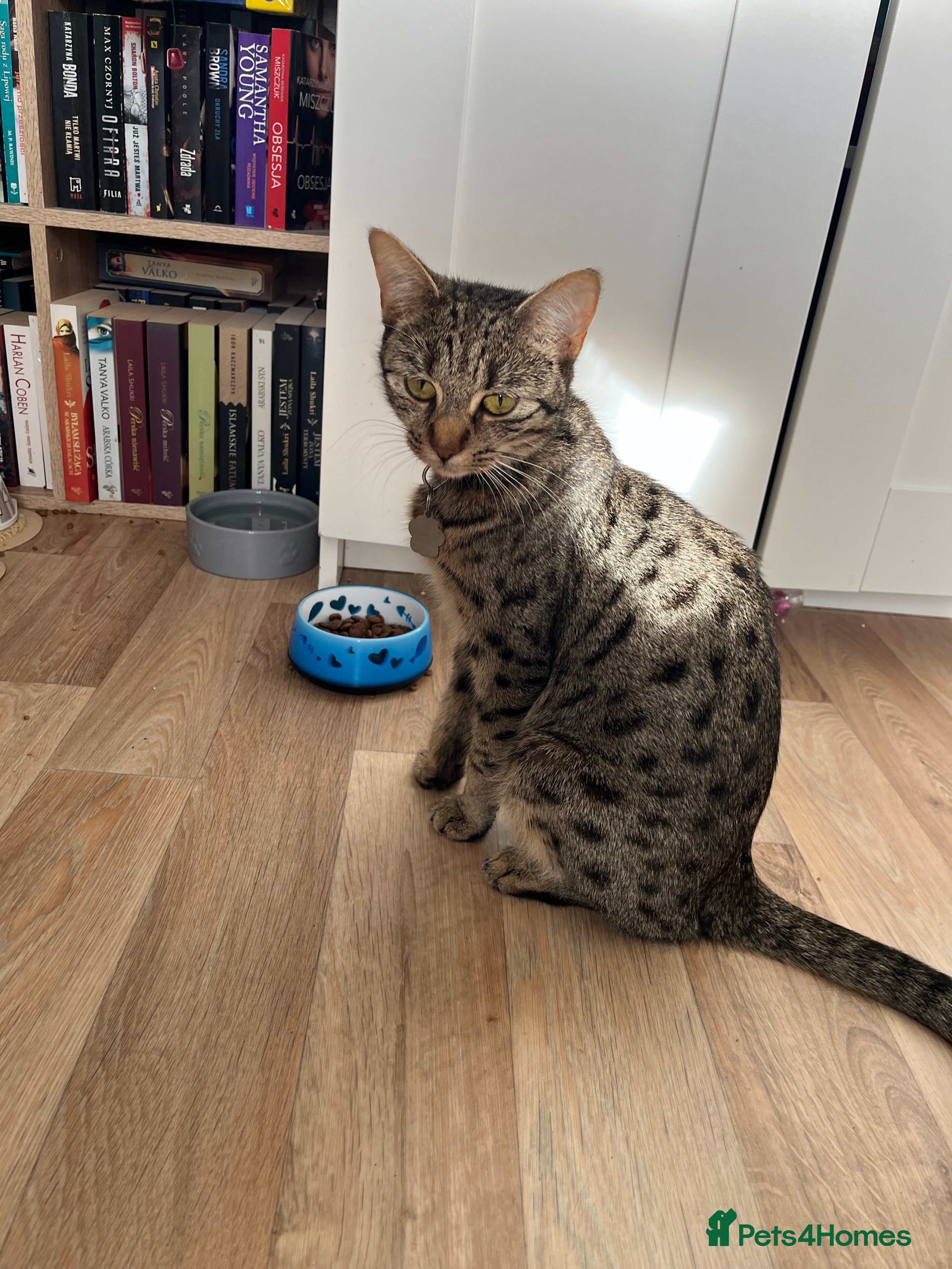 Mixed Breed cats 2 Tabby Kittens Looking for Loving Homes  - Advert 17