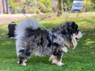 Chow Chow dogs in Sheffield - Advert 7