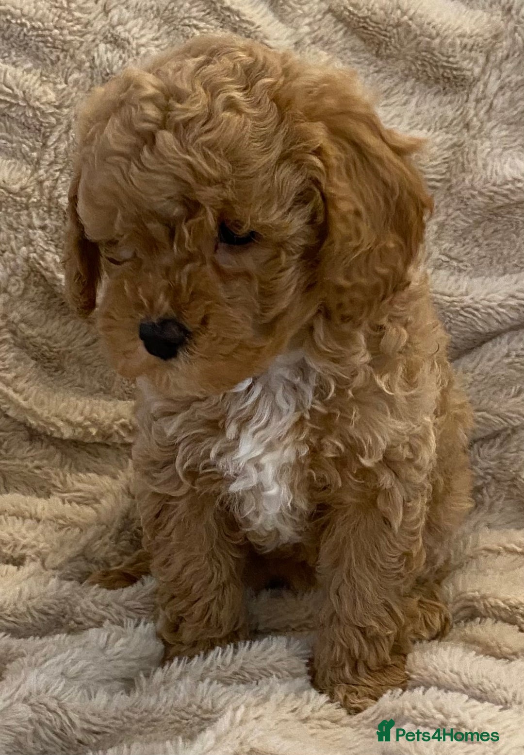 Cavapoo dogs for sale: Gorgeous Teddybear Cavapoo Puppies health checked  - Advert 13