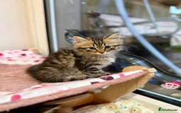 Siberian cats for sale: Champion line kitten😻😽🐈 - Image 8