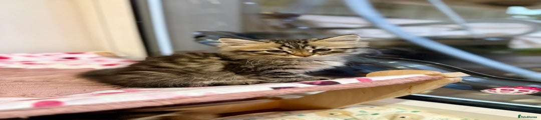 Siberian Kitten 4