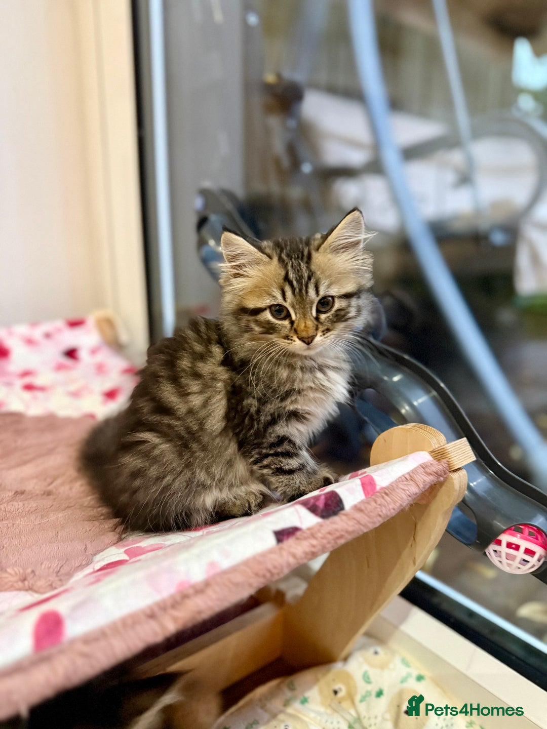 Siberian cats for sale: Champion line kitten😻😽🐈 - Image 8