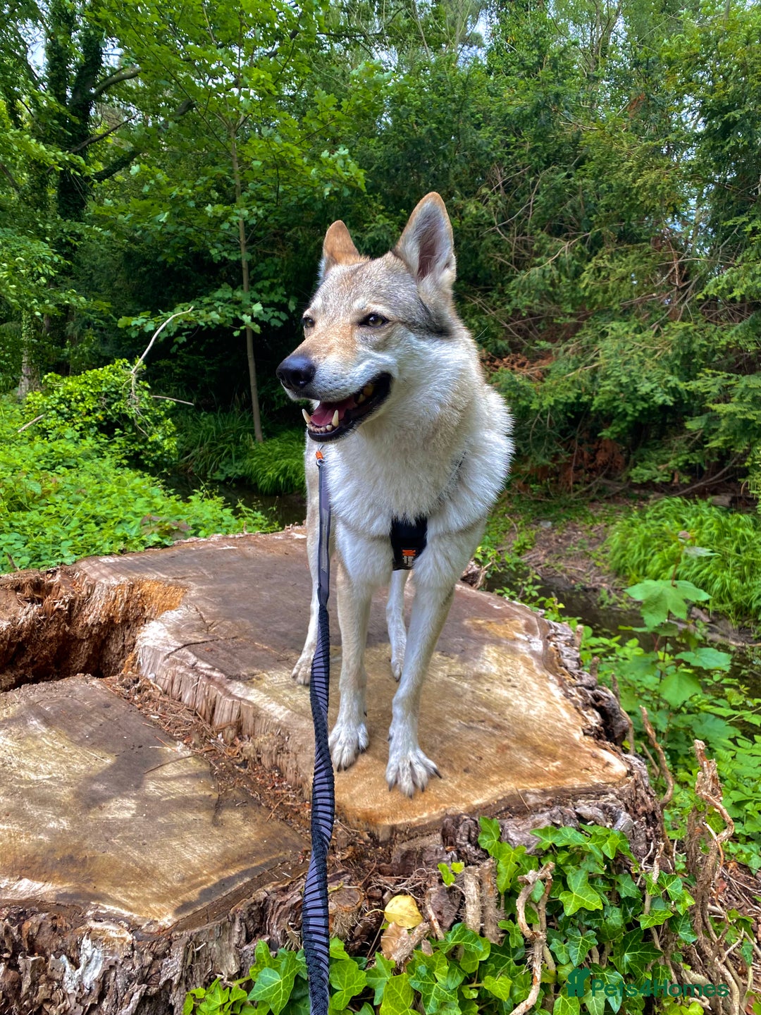 Giant Wolf Full Blooded Wolves For Sale Large Dogs That Look Like - Main Image