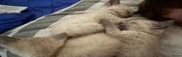 Siamese cats for sale: Lilac/ blue point Siamese 1 boy 2 girls  - Advert 4
