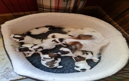 Papillon dogs for stud: KC registered shows quality stud. in Huddersfield - Image 6