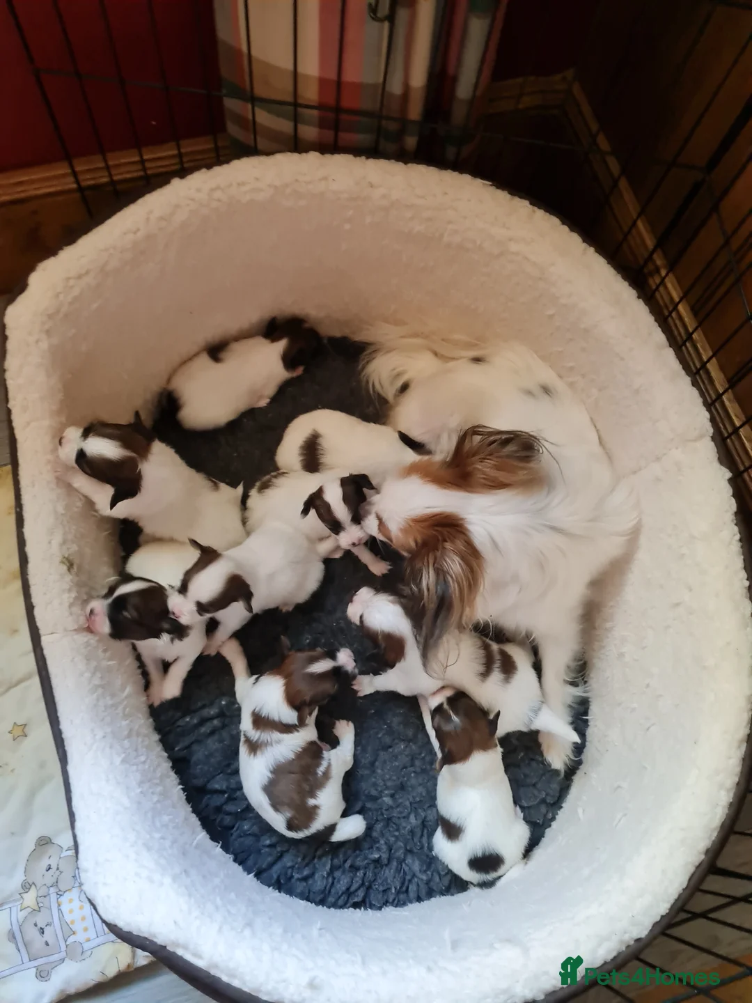 Papillon dogs for stud: KC registered shows quality stud. in Huddersfield - Advert 6