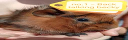 Guinea Pig rodents for sale: 💎 gorgeous Abyssinian girl guineas💎🥰😍 - Advert 1