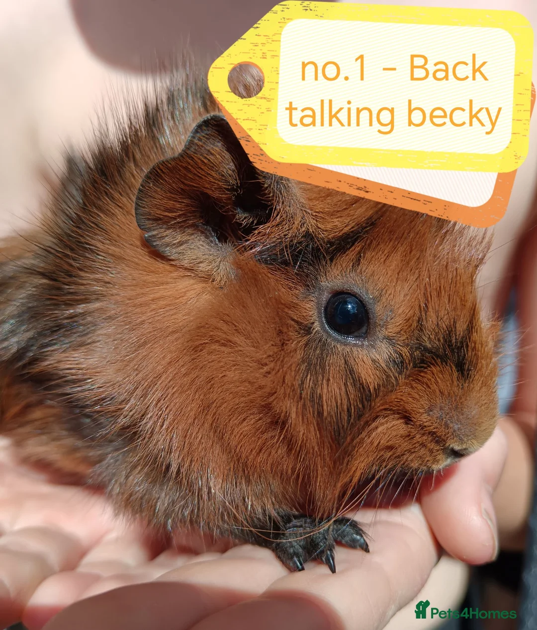 Guinea Pig rodents for sale: 💎 gorgeous Abyssinian girl guineas💎🥰😍 - Advert 1