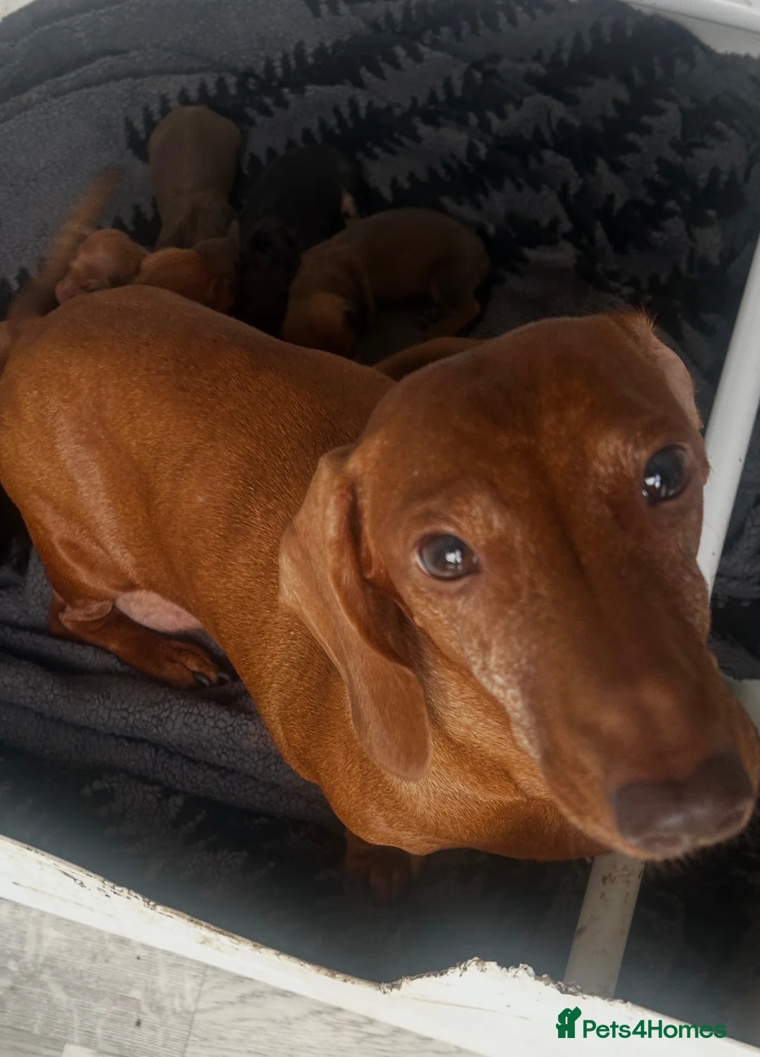 Dachshund dogs for sale: QUALITY KC STANDARD SMOOTH DAHSHUNDS  - Advert 17