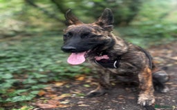 Mixed Breed dogs for sale: Shepherd Mix gorgeous girl for rehoming  - Image 7