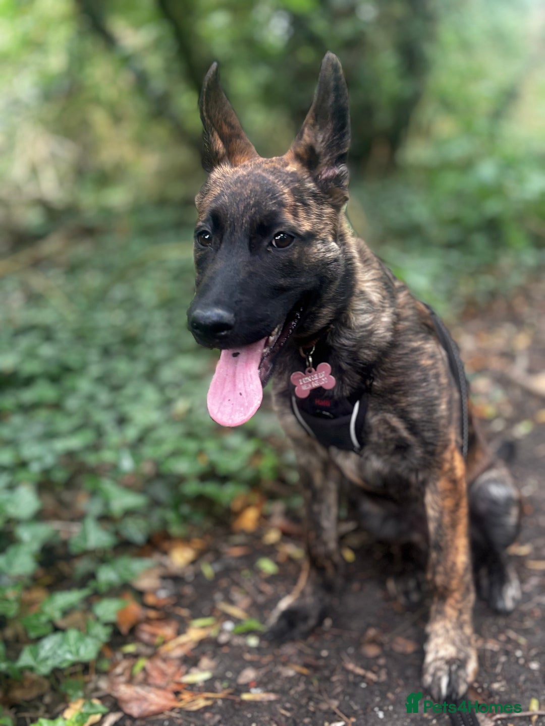 Mixed Breed dogs for sale: Shepherd Mix gorgeous girl for rehoming  - Image 7