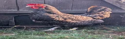 Chickens poultry for sale: Marans hens  - Advert 5