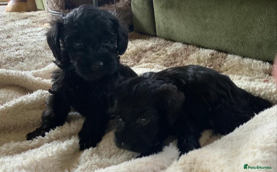 Schnoodle dogs for sale: Stunning miniature Schnoodle puppies - Advert 28