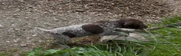 German Shorthaired Pointer dogs for sale: Choice of two sisters  - Advert 5