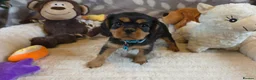 Cavalier King Charles Spaniel dogs for sale: KC and DNA health tested  - Advert 6