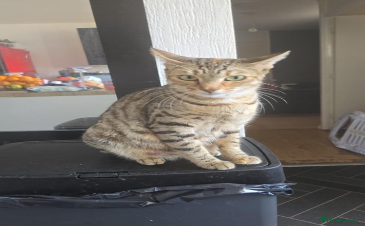 Bengal cats - Advert 17