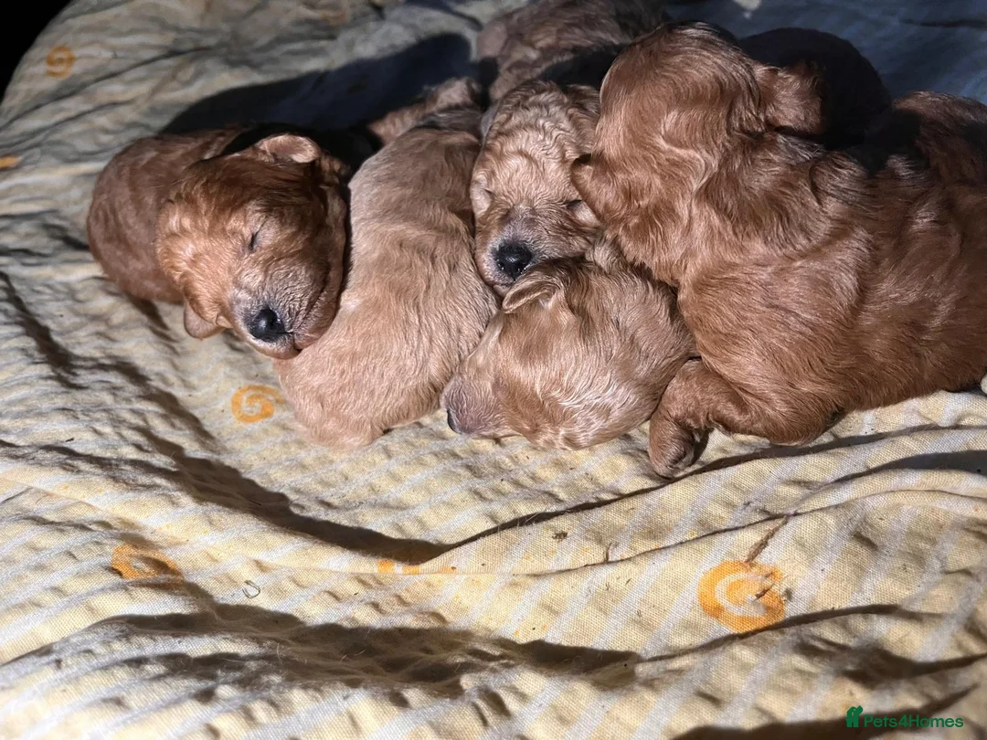 Miniature Poodle dogs for sale: 🐾 Adorable Toy Poodle Puppies for Sale! 🐾 - Advert 1