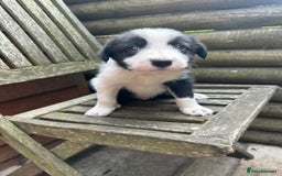 Mixed Breed dogs for sale: Border collie cross/bearded collie puppies  - Image 27