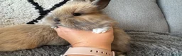 Mixed Breed rabbits for sale: Double maned lion head/ plush bunnies 💕 - Advert 8
