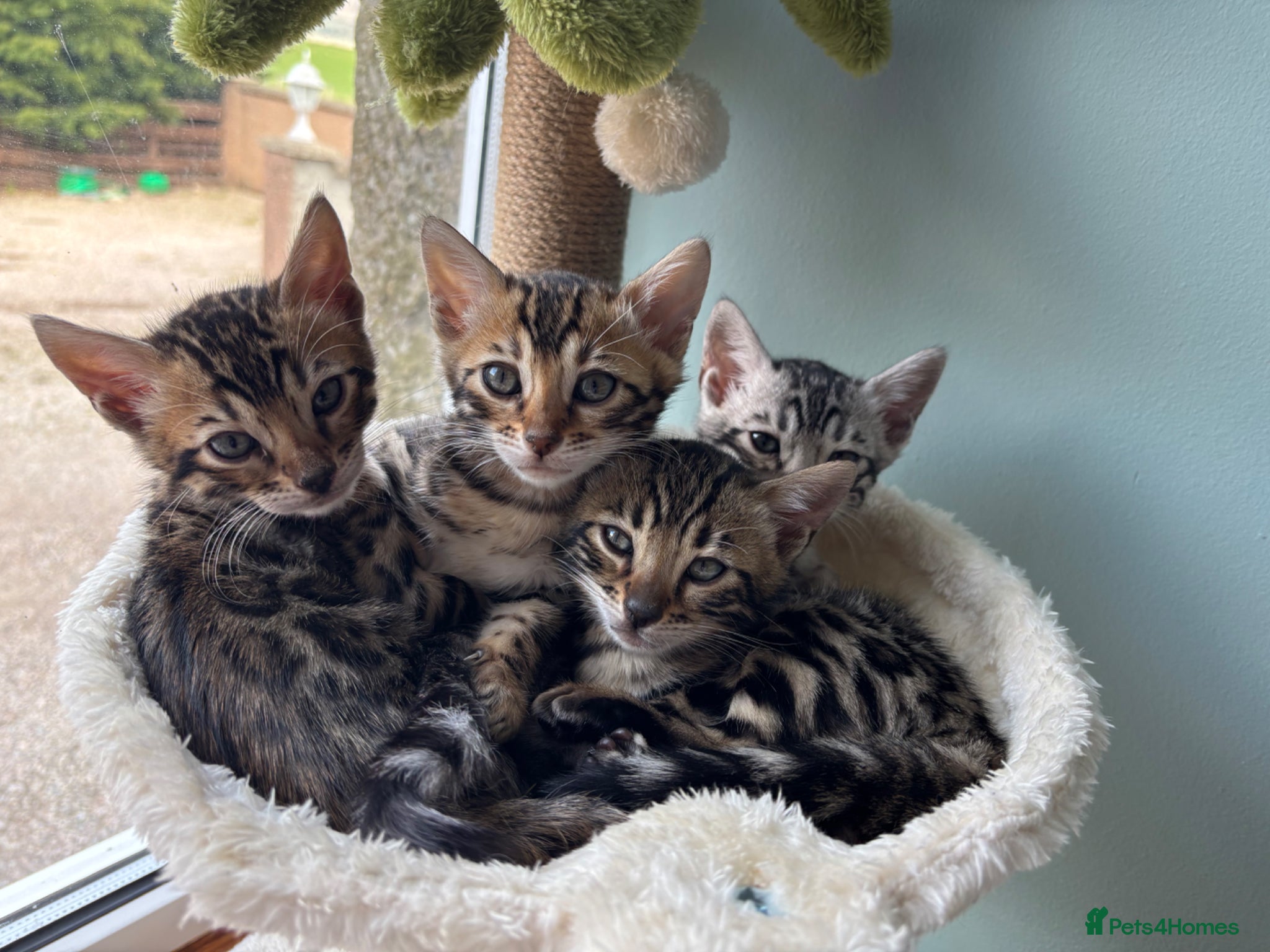 Bengal cats Stunning pedigree bengal kittens only 2 left  - Advert 1