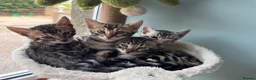 Bengal cats for sale: Stunning pedigree bengal kittens only 2 left  - Advert 1