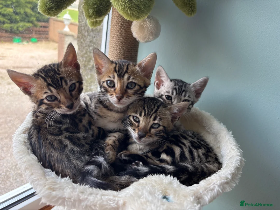 Bengal cats for sale: Stunning pedigree bengal kittens only 2 left  - Advert 1
