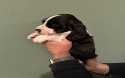 Mixed Breed dogs for sale: Basset x cocker puppies - Image 4