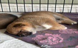 Japanese Shiba Inu dogs for sale: KC Registered Japanese Shiba-Inus  - Image 5