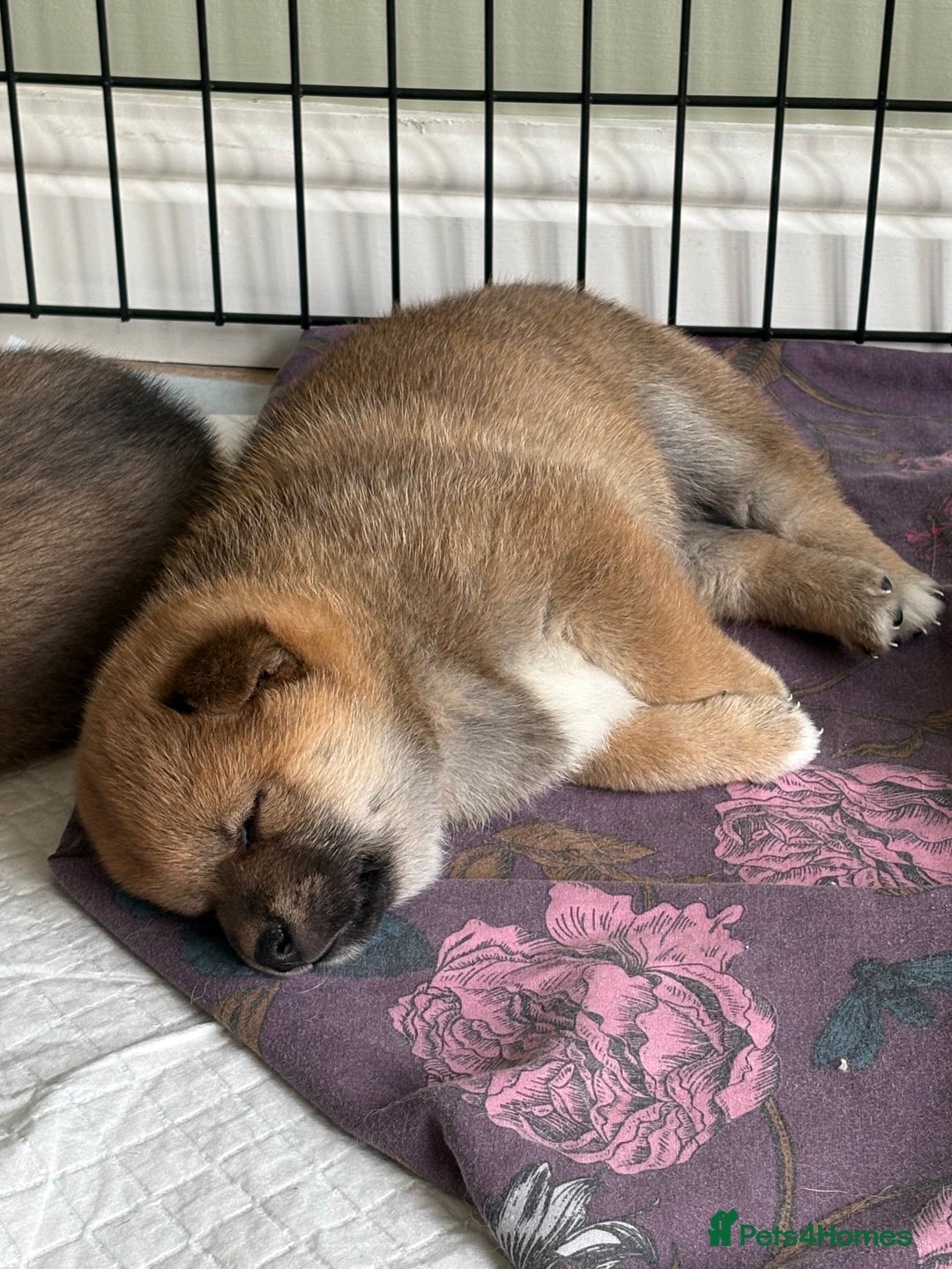 Japanese Shiba Inu dogs for sale: KC Registered Japanese Shiba-Inus  - Image 5