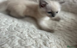 Ragdoll cats for sale: 5 Pure Ragdoll kittens - All Females -Pickup Ready - Image 16